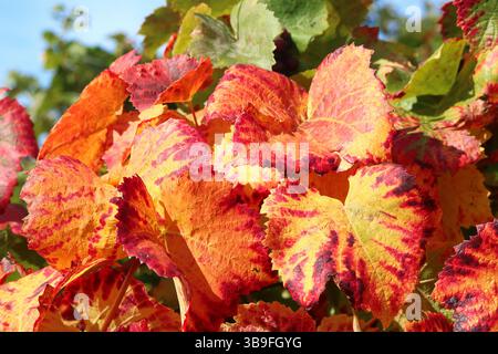 Bunte Weinblätter im Herbst Stockfoto