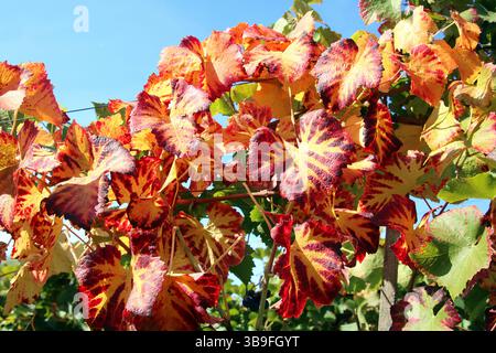 Bunte Weinblätter im Herbst Stockfoto