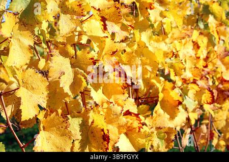 Der Weinberg wird bunt Stockfoto