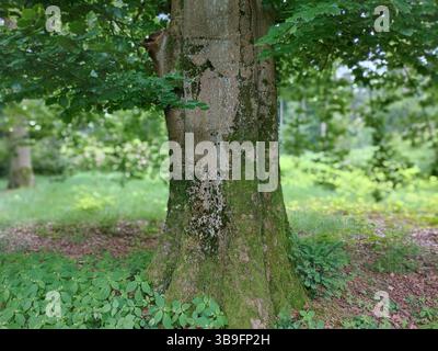 Ein alter Baum auf einer Waldlichtung Stockfoto