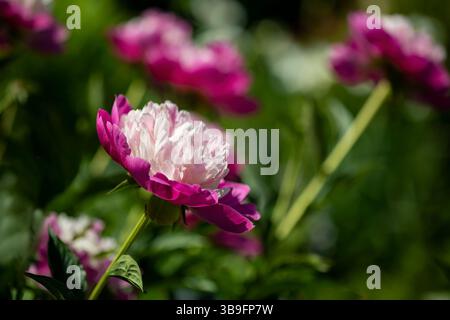 Einzelne rosa Pfingstrose (Paeonia) im Garten Stockfoto