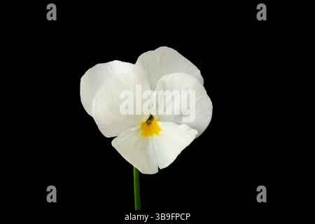 Gehörntes Violett (Viola cornuta) auf schwarzem Hintergrund Stockfoto