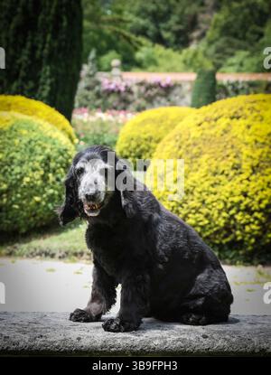 Eine alte Hündin mit grauem Gesicht und schwarzem Fell, Cocker Spaniel Rasse. Porträt, Außenaufnahme. Stockfoto