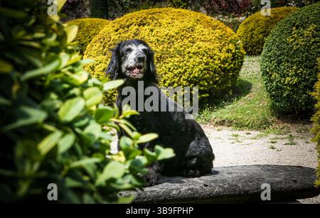 Eine alte Hündin mit grauem Gesicht und schwarzem Fell, Cocker Spaniel Rasse. Porträt, Außenaufnahme. Stockfoto