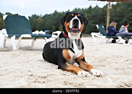 Großer Hund, schwarz-weiß-braun, am Strand im Sand liegend. Stockfoto