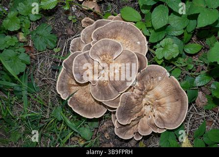 Riesenpolyporenpilz bzw. Meripilus giganteus im Wald Stockfoto