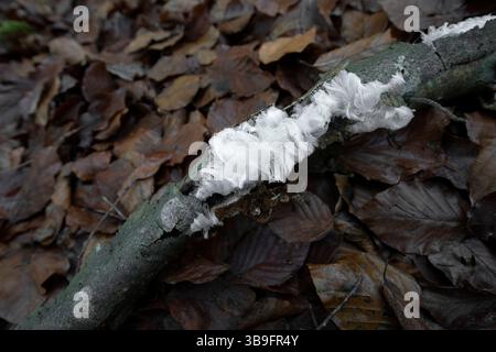 Haareis oder Eiswolle auf totem Holz im Wald Stockfoto