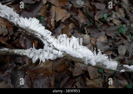 Haareis oder Eiswolle auf totem Holz im Wald Stockfoto