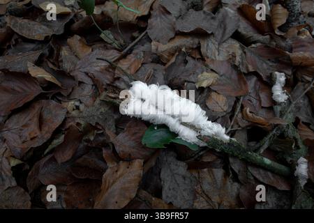 Haareis oder Eiswolle auf totem Holz im Wald Stockfoto