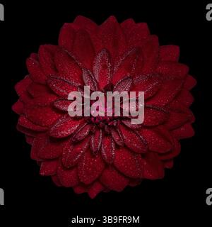 Rote Dahlien (Dhalia) mit Wassertröpfchen auf schwarzem Hintergrund Stockfoto