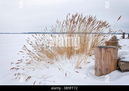 Winter auf Fischland-Darß, gefrorener und schneebedeckter Saaler Bodden Stockfoto