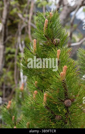 Bergkiefer (Pinus mugo) im Frühjahr Stockfoto