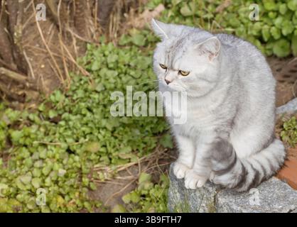 Britische Kurzhaarkatze sitzt im Garten Stockfoto