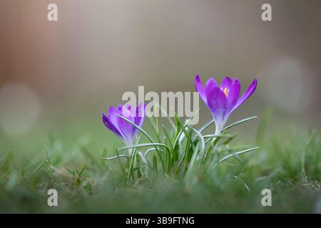 Krokusse im Garten, geringe Schärfentiefe Stockfoto