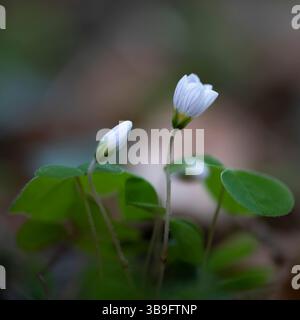 Blühender Sauerampfer (Oxalis acetosella) im Wald Stockfoto