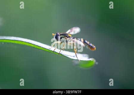 Hoverfly thront on Leaf – Makroaufnahme des bestäubenden Insekts in der Natur Stockfoto