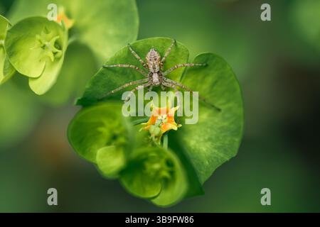 Philodromidae Spider auf grünem Blatt mit gelber Blume, Makro Wildlife Photography Stockfoto