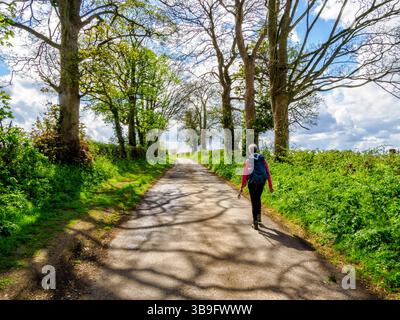 Zu Beginn des Frühlings in den Cotswolds von Glloucestershire, Großbritannien, auf englischer Landstraße Stockfoto