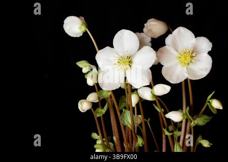 Blühende Weihnachtsrose (Helleborus), Nahaufnahme, vor schwarzem Hintergrund Stockfoto