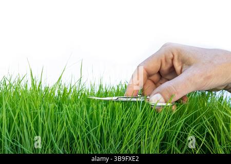 Weibliche Hand schneidet Grashalme mit einer kleinen Schere Stockfoto