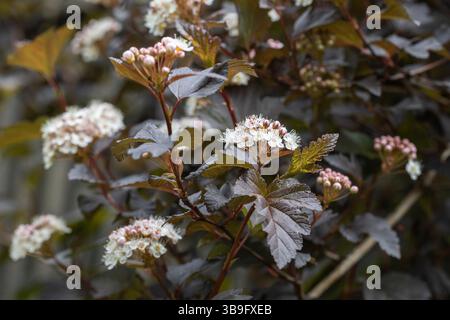 Der blühende Teufelsbusch (Physocarpus opulifolius) im Garten Stockfoto