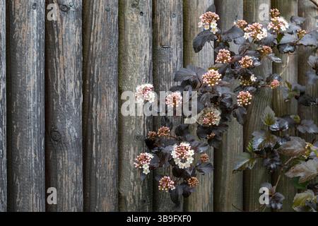 Blühender Teufelsbusch (Physocarpus opulifolius) vor einem Holzzaun Stockfoto