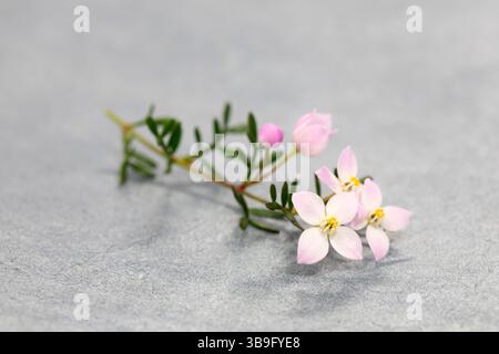 Anemonenblättrige Korallenrue (Boronia anemonifolia) auf grauem Hintergrund Stockfoto