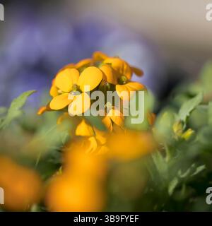 Goldener Lack (Erysimum cheiri) im Garten Stockfoto