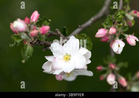 Apfelblüten, Nahaufnahme mit geringer Schärfentiefe Stockfoto