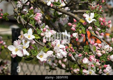 Apfelblüten, Nahaufnahme mit geringer Schärfentiefe Stockfoto