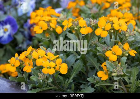 Goldener Lack (Erysimum cheiri) im Garten Stockfoto