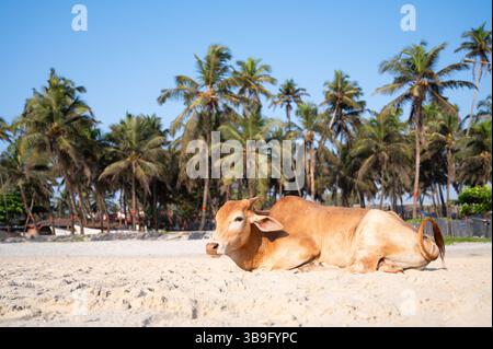 Heilige Kuh am Colva-Strand in Goa, Südindien, Palmen an der tropischen Westküste, entspannendes Tier, Arabisches Meer in Asien Stockfoto