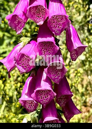 Blumen des roten Fuchshandschuhs - Nahaufnahme Stockfoto