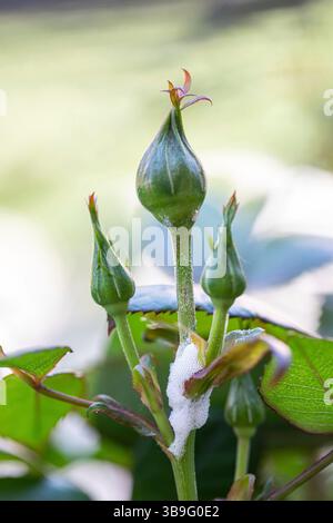 Der Wienfroghopper, oder Philaenus spumarius, liegt in einer Kuckuckspucke auf einem Rosenstrauchstiel, umgeben von geschlossenen grünen Blütenknospen, die eine einzigartige Szene in einem lebendigen Garten schaffen Stockfoto