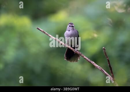 Grauer Katzenvogel (Dumetella carolinensis), der auf einem Ast sitzt und in Tyson's Corner Virginia, USA, in die Kamera blickt Stockfoto