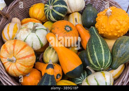 Mehrere verschiedene Kürbisse in einem Korb Stockfoto