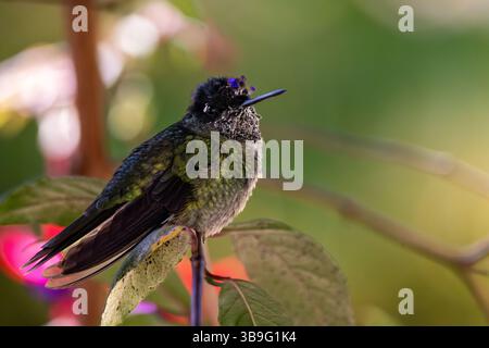 Talamanca Kolibri - Weibchen Stockfoto