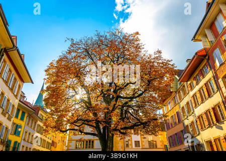 Wunderschöne Altstadt mit Baum an einem sonnigen Herbsttag in Biel, Bienne, Kanton Bern, Schweiz. Stockfoto