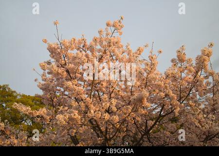 Japan, Shikoku, Matsuyama, Kirschblüten, Blumen, sakura, Stockfoto