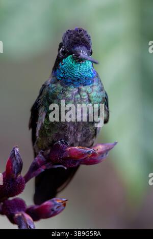 Talamanca Himmingbird - männlich Stockfoto