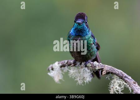 Talamanca Himmingbird - männlich Stockfoto