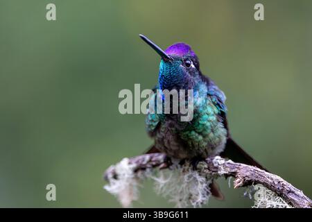 Talamanca Himmingbird - männlich Stockfoto