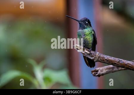 Talamanca Himmingbird - männlich Stockfoto