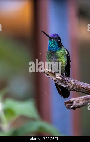Talamanca Himmingbird - männlich Stockfoto