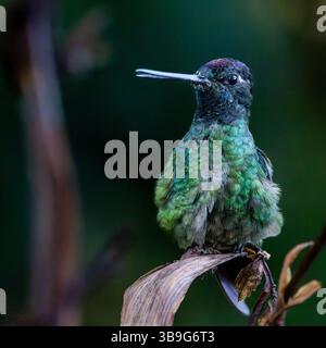 Talamanca Kolibri - Weibchen Stockfoto