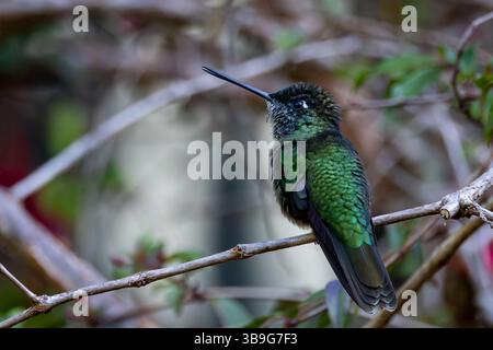Talamanca Kolibri - Weibchen Stockfoto