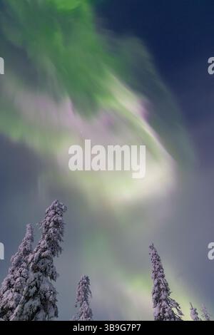 Nordlichter, aurora borealis, glühend über schneebedeckten Bäumen am Nachthimmel, Winter, Riisitunturi Nationalpark, Finnland Stockfoto