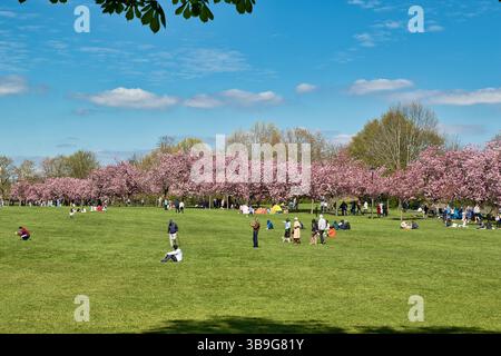 Eine lebhafte Parkszene mit blühenden rosafarbenen Bäumen, einem großen grünen Rasen und Menschen, die einen sonnigen Tag unter einem teilweise bewölkten blauen Himmel in Harrogate, Yorksh, genießen Stockfoto