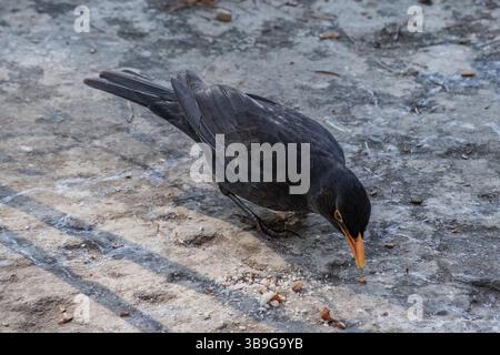 Blackbird männliches Exemplar, das Nussstücke aufnimmt Stockfoto