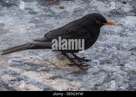 Blackbird männliches Exemplar, das Nussstücke aufnimmt Stockfoto